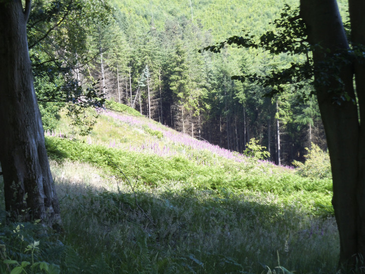 Hopton Woods 6/7/2013