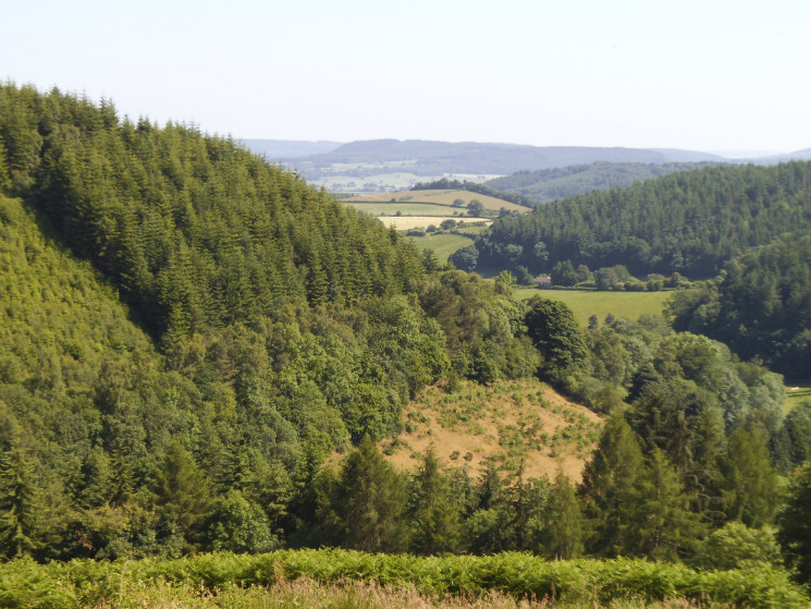 Hopton Woods 6/7/2013