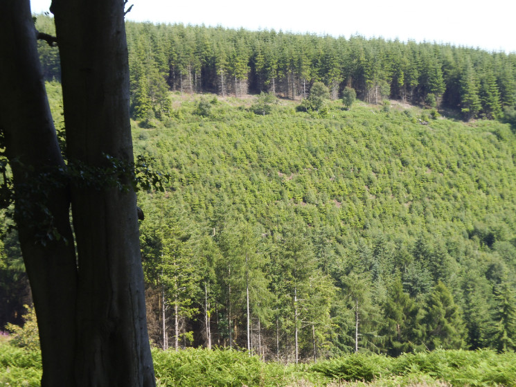 Hopton Woods 6/7/2013