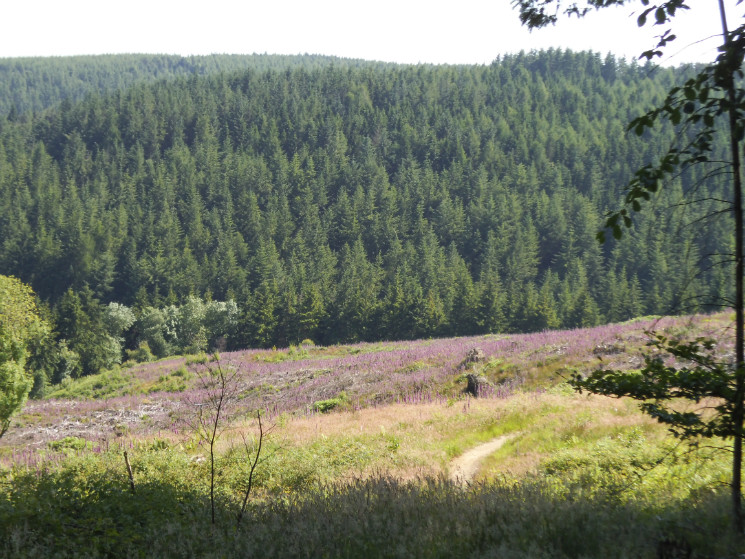 Hopton Woods 6/7/2013