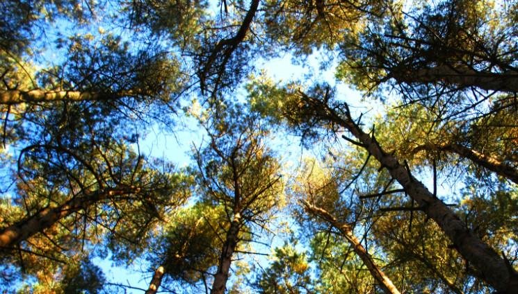 Stainburn Forest Mountain Bike Trail Centre