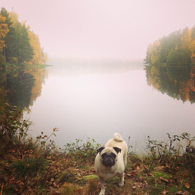 Tweets of the Week - Matti Lehikoinen