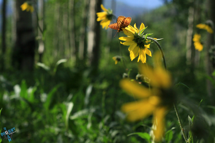 Projekt Roam Landscapes - Episode 2