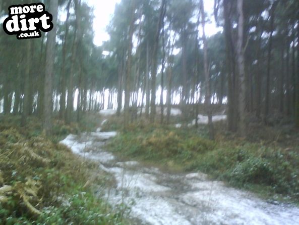 Delamere Forest Mountain Bike Trails