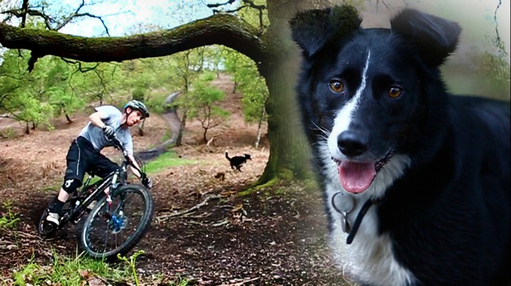 a ride with a collie 