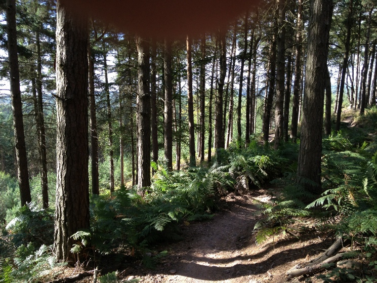 Cannock Chase Trail Centre