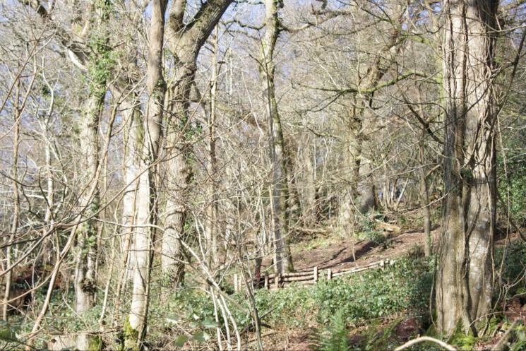 Scadson Woods Mountain Bike Park