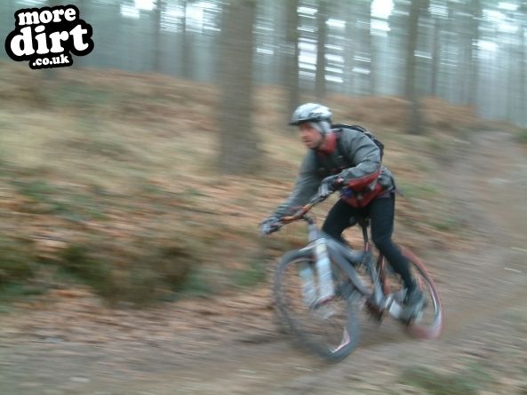 Follow the Dog Trail - Cannock Chase