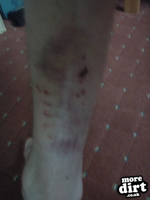 Phoenix Trail - Mabie Forest