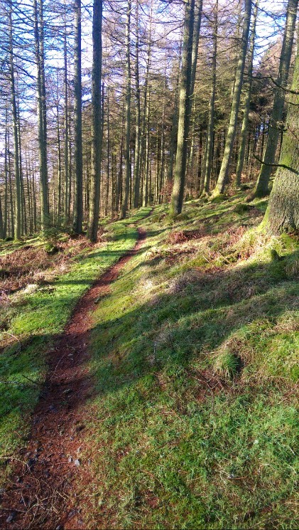 Newcastleton Mountain Bike Trails