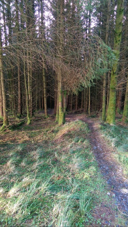 Newcastleton Mountain Bike Trails