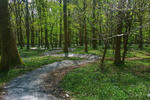 Plymbridge Woods Trail