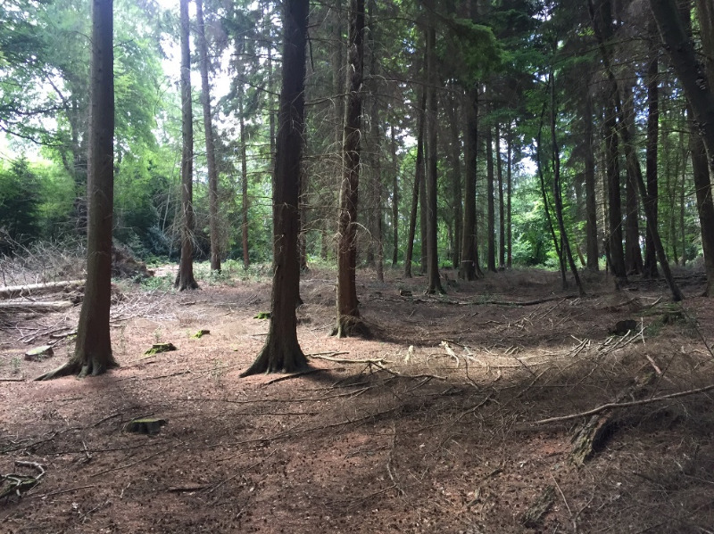 Intense Recluse - Factory Edition