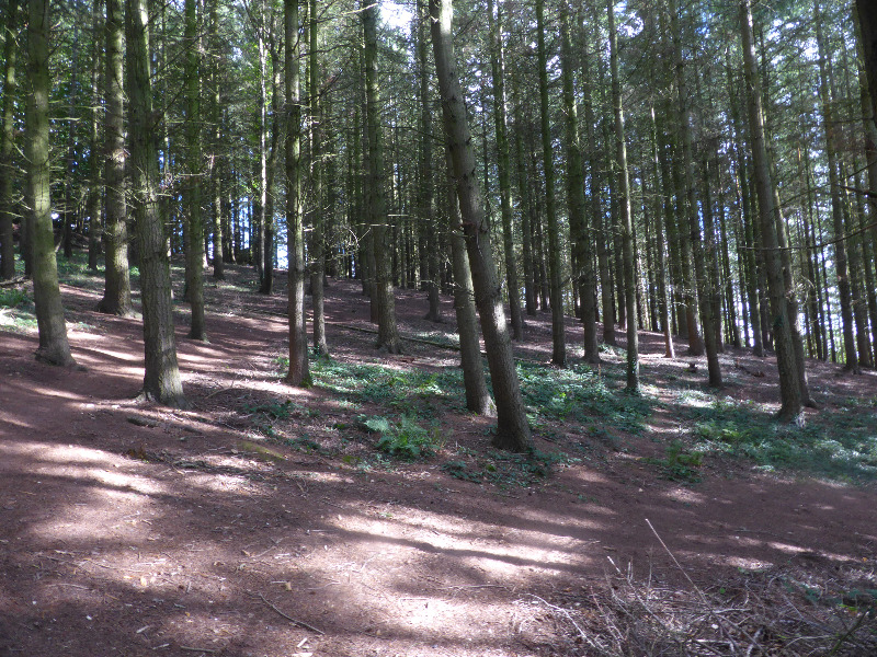 Cofton Woods