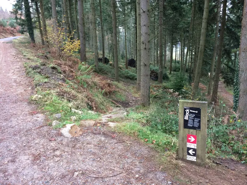 The black trail at Haldon Forest has been reopened