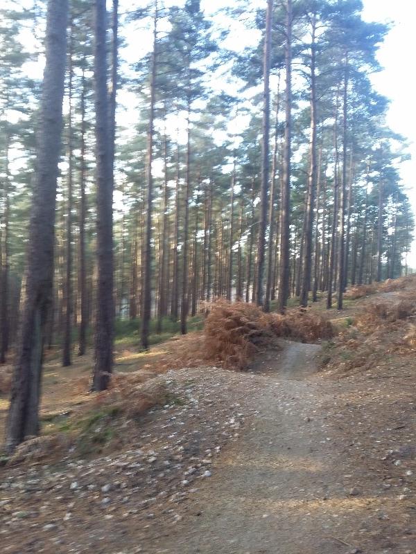 Swinley Forest Mountain Bike Centre