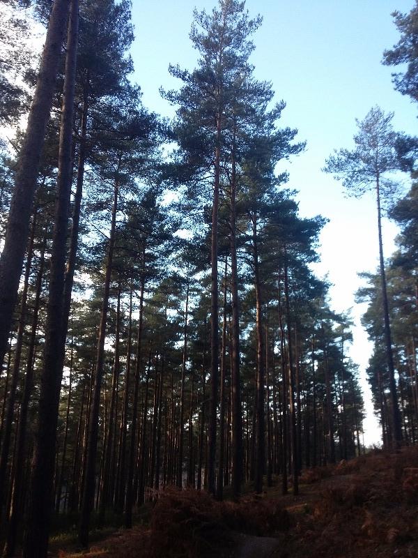 Swinley Forest Mountain Bike Centre