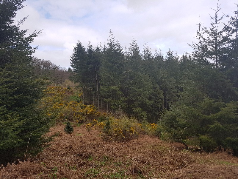 Triscombe Mountain Bike Trails