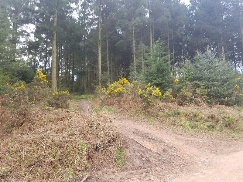 Triscombe Mountain Bike Trails