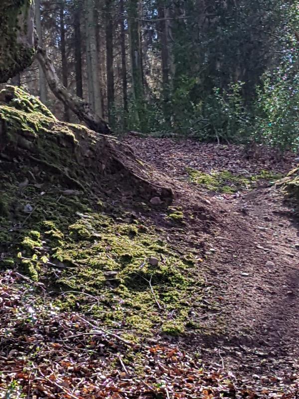 Dunkery & Horner Woods Mountain Bike Trails