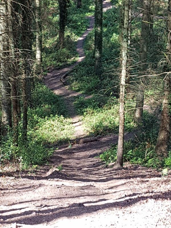 Dunkery & Horner Woods Mountain Bike Trails