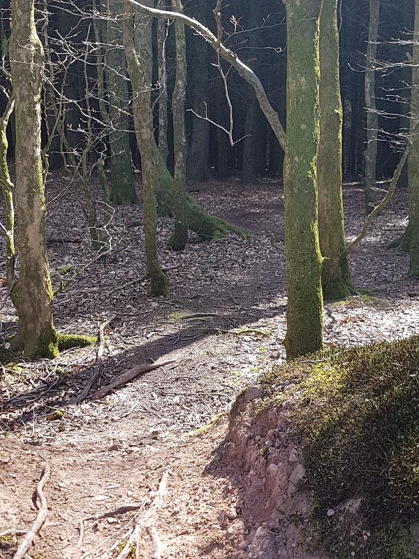 Dunkery & Horner Woods Mountain Bike Trails