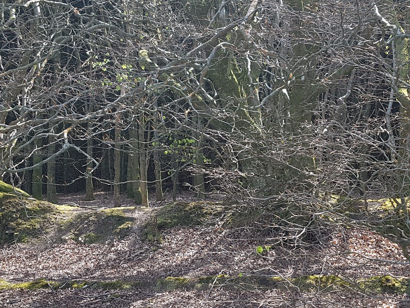 Dunkery & Horner Woods Mountain Bike Trails