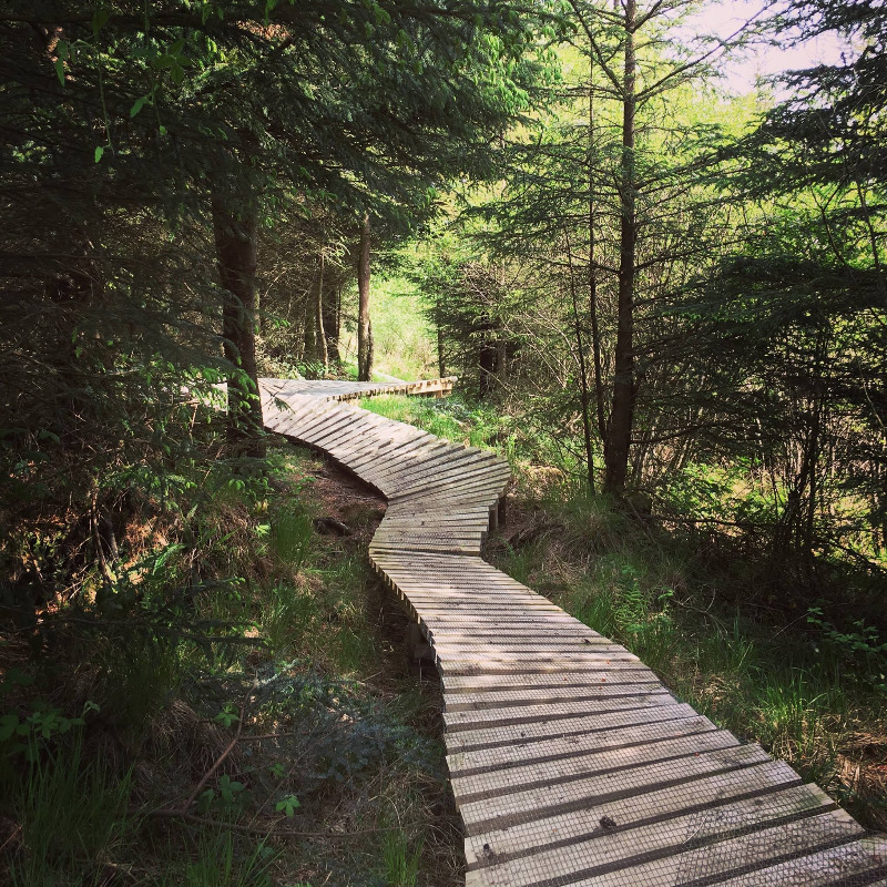 Whites Level Trail - Afan Forest