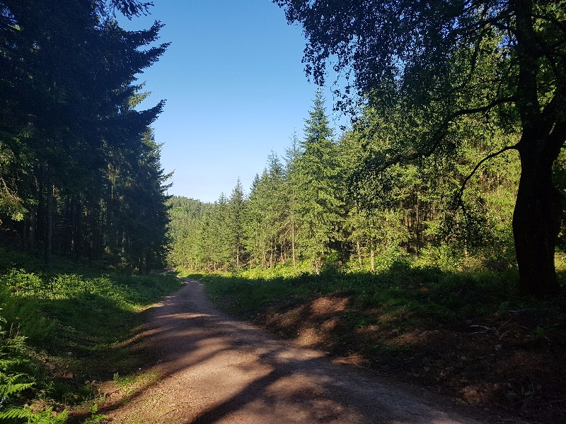 Triscombe Mountain Bike Trails