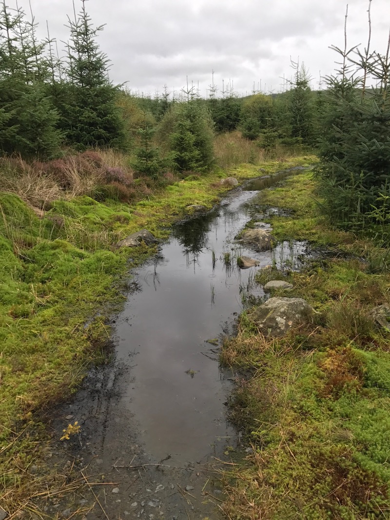 Glentrool Mountain Bike Trails
