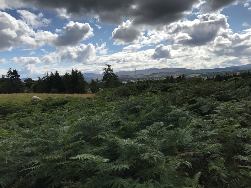 Balblair Mountain Bike Trails