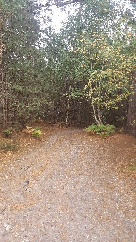 Swinley Forest Mountain Bike Centre