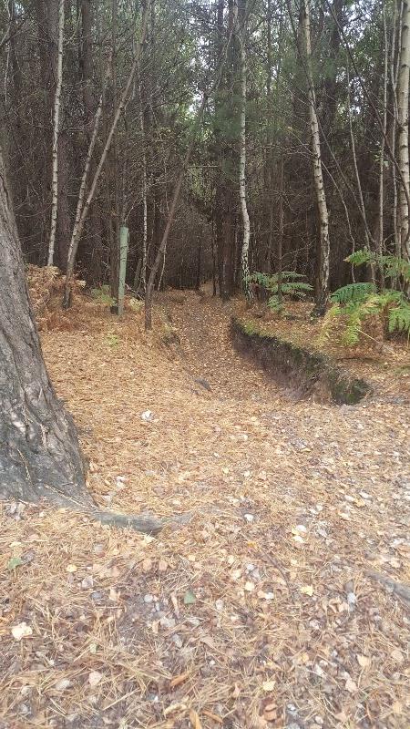 Swinley Forest Mountain Bike Centre