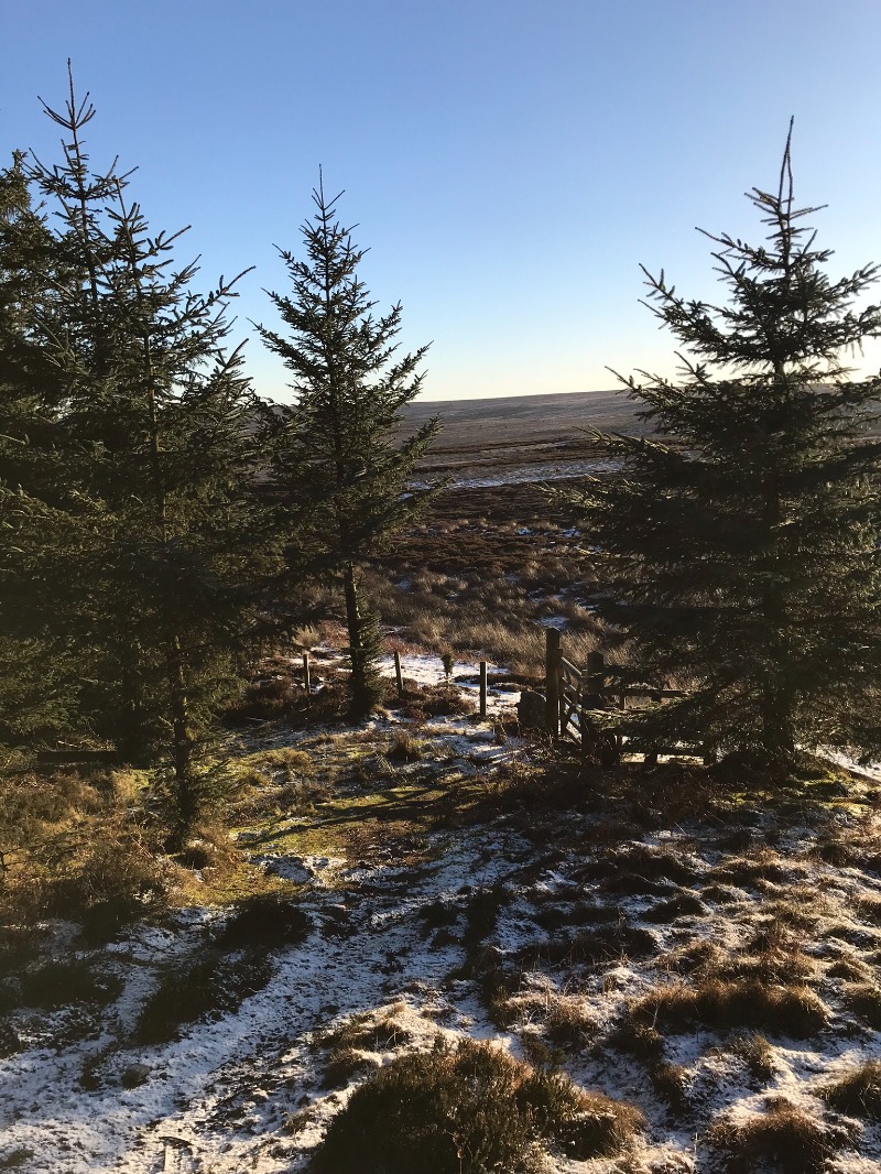 Hamsterley Forest Mountain Bike Trails