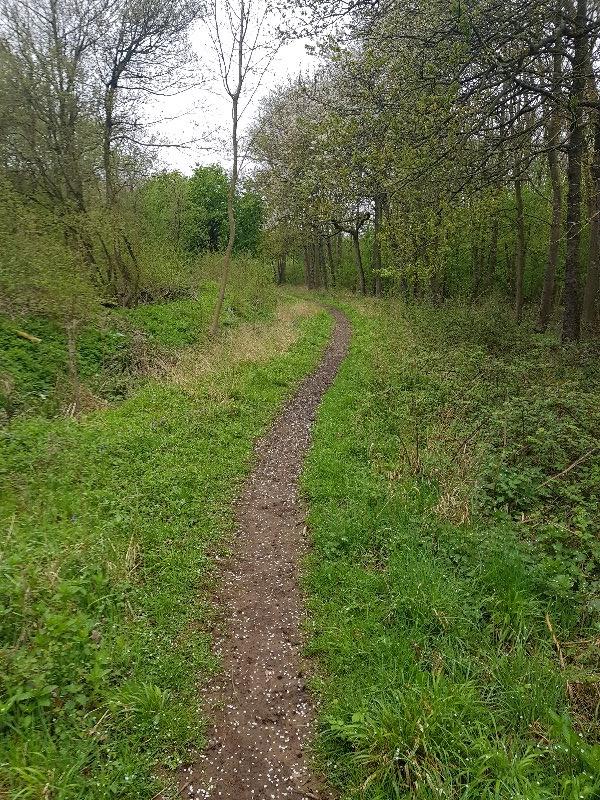 Salcey Forest Cycle Trail