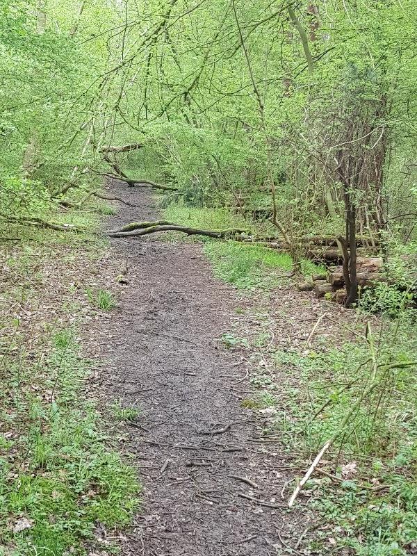 Salcey Forest Cycle Trail