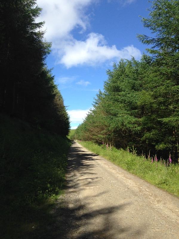 Cafall Mountain Bike Trail - Cwmcarn