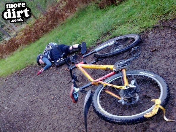 Phoenix Trail - Mabie Forest