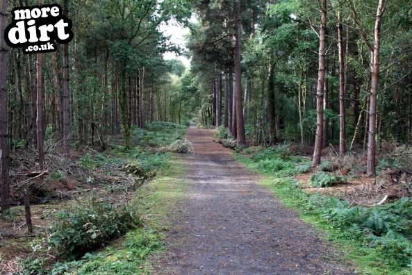 Delamere Forest Mountain Bike Trails