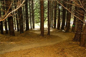 Djouce Wood Mountain Bike Trails - 