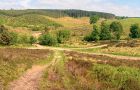 Sherbrook Trail - Cannock Chase
